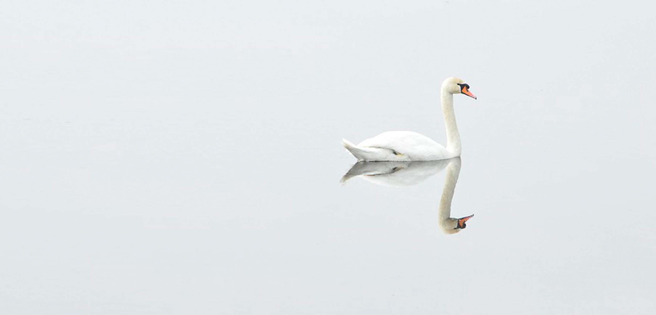 un cygne avec reflet dans l'eau